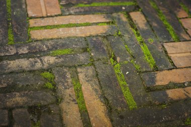 Kirli tuğla zemin üzerinde içeren bazı moss, seçici odak