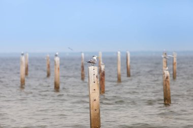 Bir çimento blok içinde deniz üzerinde duran martı