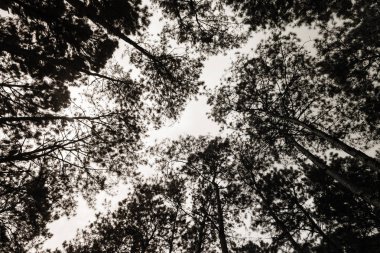 Çam ağaçları içinde siyah ve beyaz renk.