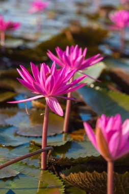 Pembe nilüfer veya lotus