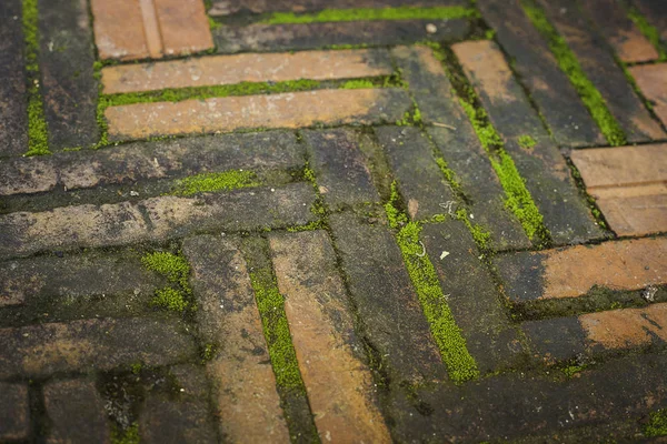 Kirli tuğla zemin üzerinde içeren bazı moss, seçici odak