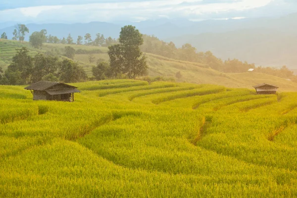 Teraslı pirinç alan Chiangmai, Tayland. Gün batımı sahne