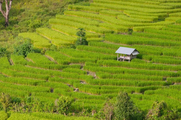 Green Terraced Rice Field Chiangmai Tailandia Enfoque Selectivo — Foto de Stock