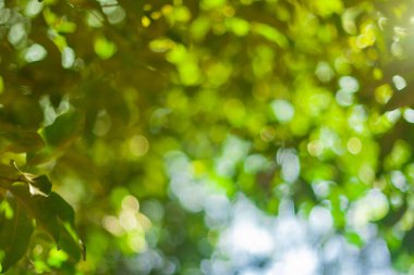 Yeşil bokeh açık renkli.