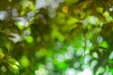 Yeşil bokeh açık renkli.