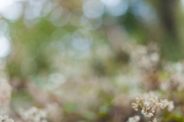 Bokeh, çiçekli cam ışık arka plan.