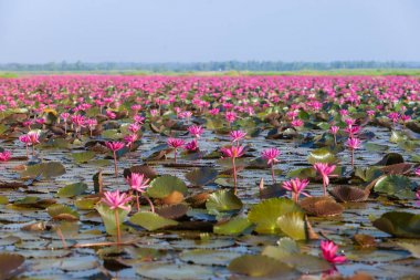 Pembe nilüfer veya lotus.