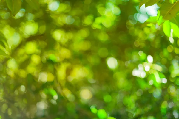 Groene bokeh lichte achtergrond. — Stockfoto