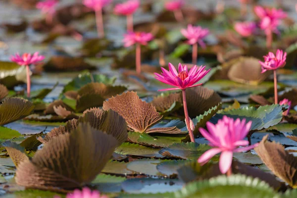 Pembe nilüfer veya lotus.