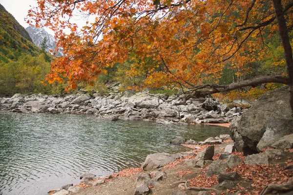 Farbenfroher Herbstgelber Ahornbaum Wunderschönen Grünen Baduk See Dombay Gebirge Kaukasus — Stockfoto