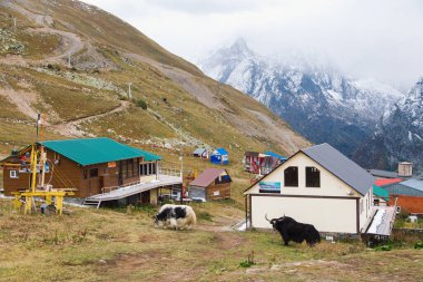 Dombay, Rusya - Eylül 2019 - otellerdeki Mussa-Achitara Dağı manzarası, arka planda inleyen öküzler ve karlı tepeler