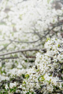 Bahar çiçekleri, mavi çiçekler arka plan ve doku