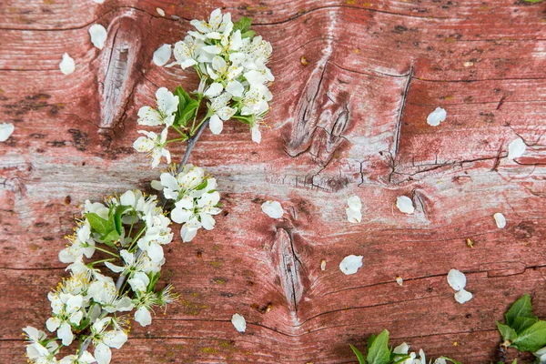 Spring Blossom Cherry Branch Old Rustic Red Wooden Bench Background — Stock Photo, Image