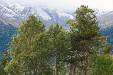 Dombay 'ın sonbahar mevsiminde doğası, uçurumun tepesinden güzel hava manzarası, dağların karlı zirvelerinde geniş çam ağaçları, Kafkasya florası, Rusya