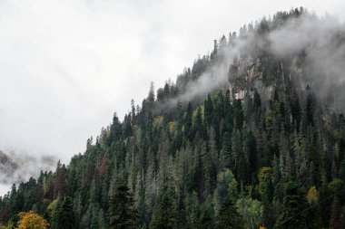 Dombay kayak merkezinin dağlarındaki sisli orman, yaylar ve çamlar, Kafkaslar, Rus doğası