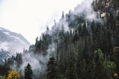 Dombay kayak merkezinin dağlarındaki sisli orman, yaylar ve çamlar, Kafkaslar, Rus doğası