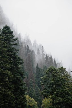 Dombay kayak merkezinin dağlarındaki sisli orman yağmurlu bir sonbahar günü, filizler ve çamlar, Kafkaslar, Rus doğası