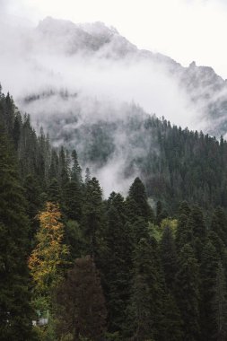 Dombay kayak merkezinin dağlarındaki sisli orman yağmurlu bir sonbahar günü, filizler ve çamlar, Kafkaslar, Rus doğası
