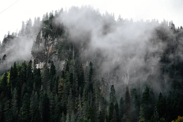 Bosque Brumoso Las Montañas Estación Esquí Dombay Spruses Pinos Cáucaso —  Fotos de Stock