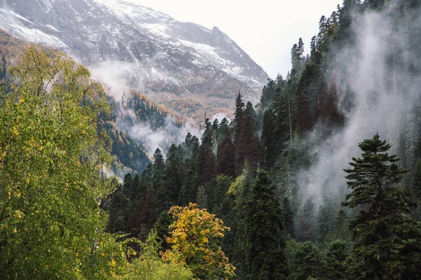 Bosque Brumoso Las Montañas Estación Esquí Dombay Spruses Pinos Cáucaso —  Fotos de Stock