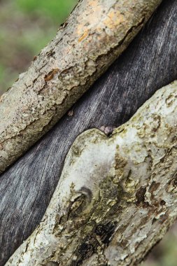 Yaşlı bir elma ağacının çatlamış kabuğu doğal bahçe geçmişi.