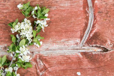 Eski kırsal kırmızı ahşap bankta bahar çiçeği dalı, köy dekorasyonu konsepti.