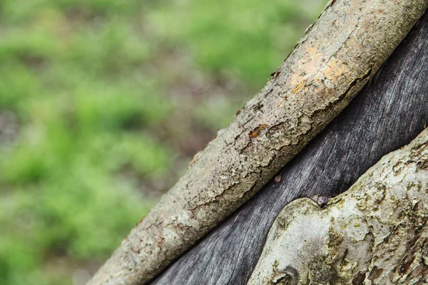 Cracked Bark Old Apple Tree Natural Gardening Background — Stock Photo, Image