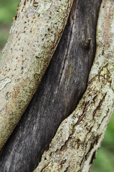 Cracked bark of an old apple tree natural gardening background