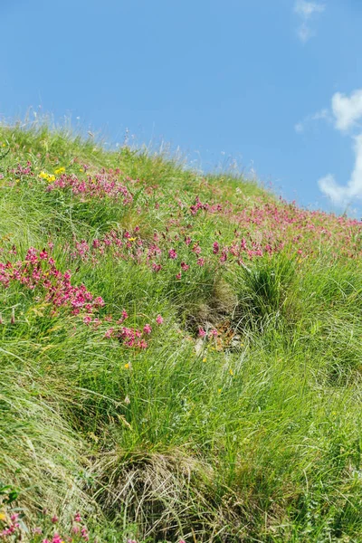 Beautiful Caucasus Summer Herbs Blue Sky Background Hills Meadow Elbrus — Stock Photo, Image