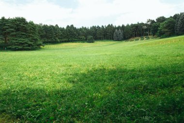 Kislovodsk Ulusal Parkı 'ndaki yeşil orman - Avrupa' nın en büyük parkı, yaz mevsimi, Mineral termal kaynaklar, Kafkaslar, Rusya
