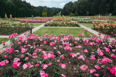 Kislovodsk Ulusal Parkı 'ndaki güller vadisi - Avrupa' nın en büyük parkı, yaz mevsimi, mineral termal kaynaklar, Kafkaslar, Rusya