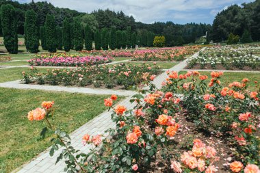 Kislovodsk Ulusal Parkı 'ndaki güller vadisi - Avrupa' nın en büyük parkı, yaz mevsimi, mineral termal kaynaklar, Kafkaslar, Rusya