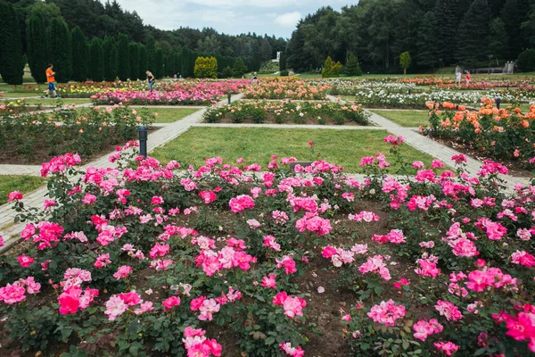 Valley Roses Kislovodsk National Park Biggest Park Europe Summer Season — Stock Photo, Image