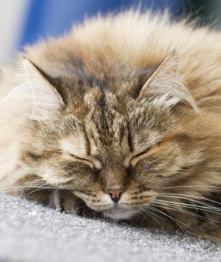 çok güzel uzun saçlı kedi, kahverengi Sibirya