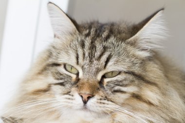 Sibirya doğurmak güzel kedi