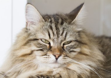 Sibirya doğurmak güzel kedi