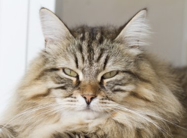 Sibirya doğurmak güzel kedi