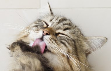 Temizlik için kedi yalama pençe