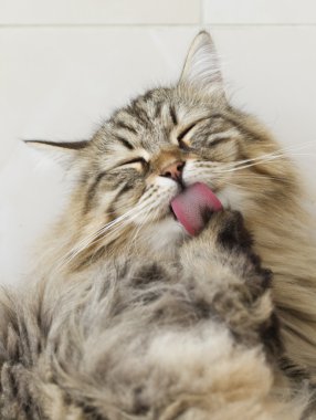 Temizleme, pençe yalama kedi