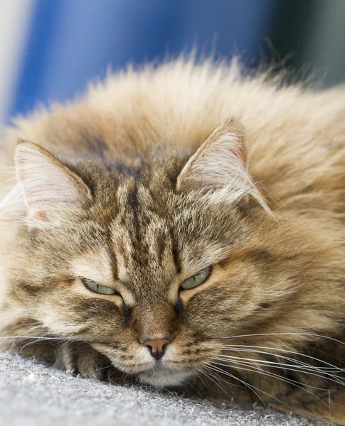 シベリア原産の毛皮のような猫 — ストック写真