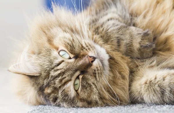 Пушистый кот сибирской породы — стоковое фото
