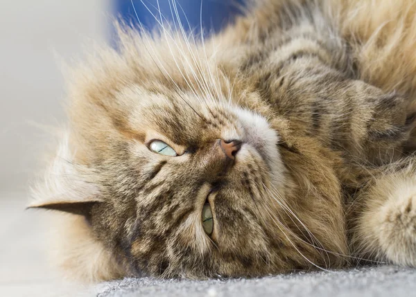 Gato peludo de raça siberiana — Fotografia de Stock