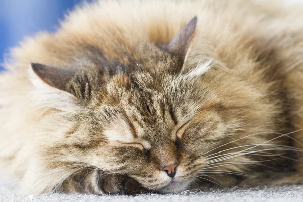 Gato peludo de raça siberiana — Fotografia de Stock