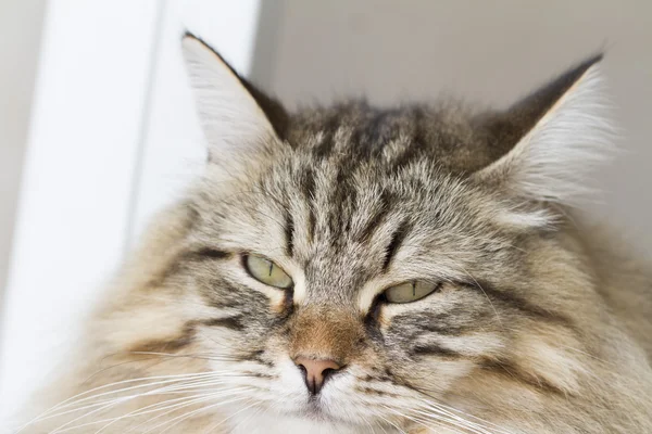 Красивая кошка сибирской породы — стоковое фото