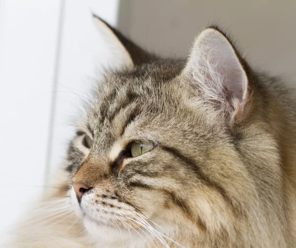 Belo gato de raça siberiana — Fotografia de Stock