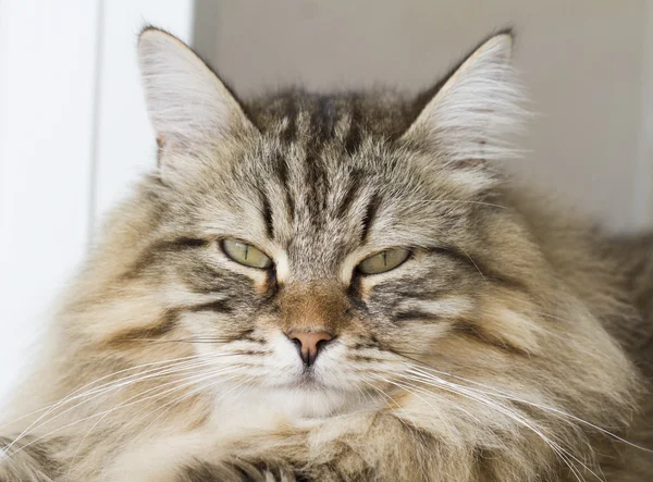 시베리아 품종의 아름 다운 고양이 — 스톡 사진