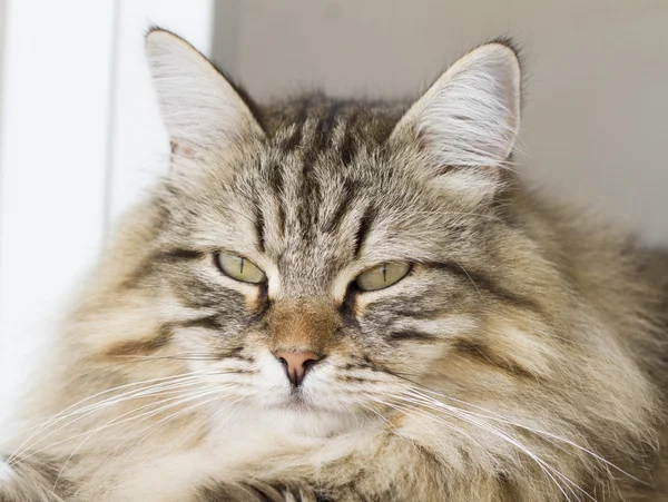 Schöne Katze sibirischer Rasse — Stockfoto
