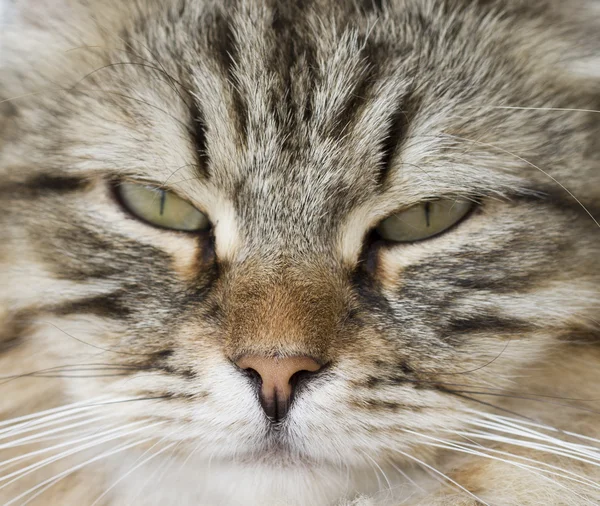 kedi yüz, kahverengi Sibirya doğurmak