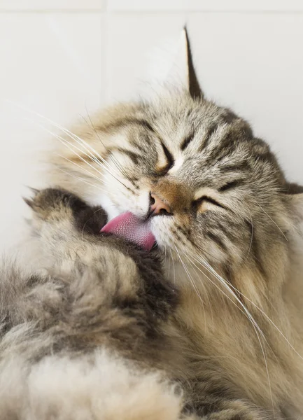 Temizlik için kedi yalama pençe