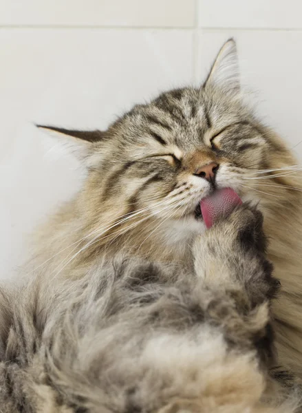 Kat licking paw voor reiniging — Stockfoto